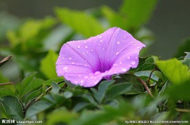 牵牛花