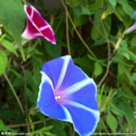 蓝色牵牛花