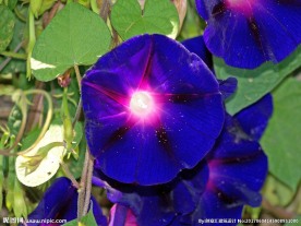 蓝色牵牛花