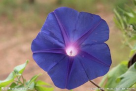 蓝色牵牛花