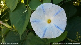 牵牛花