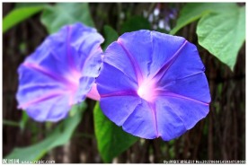 牵牛花