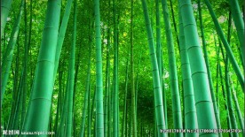 竹叶飘落