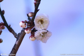盛开的白梅花