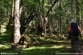 原始森林 树林 森林