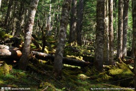 原始森林 树林 森林