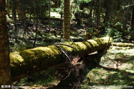 原始森林 树林 森林