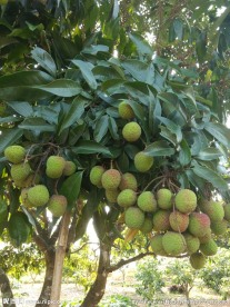 青荔枝