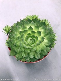 多肉盆栽植物