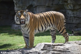 动物园豹老虎图片