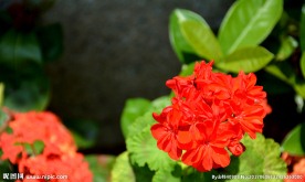 花卉拍摄
