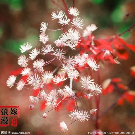白色小花