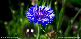 繸裂矢车菊