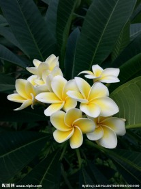鸡蛋花