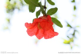 石榴花 单朵