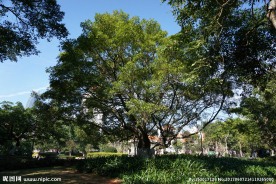 厦门大学 校园 树