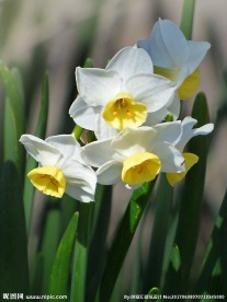 水仙花