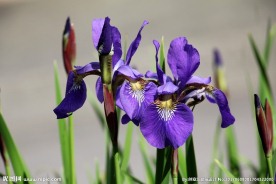 鸢尾花
