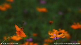 格桑花