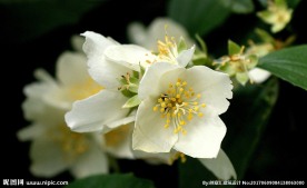 茉莉花