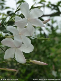 茉莉花