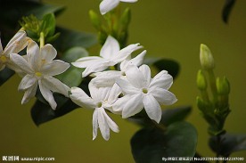 茉莉花