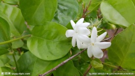 茉莉花