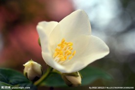 茉莉花
