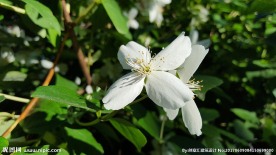 茉莉花