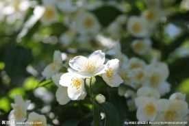 茉莉花