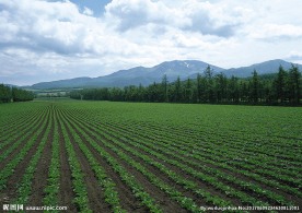 田野风景