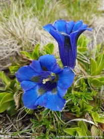 龙胆花