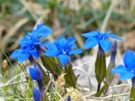 龙胆花