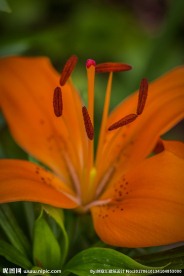 火百合