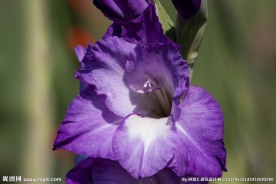 菖蒲花