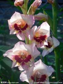 菖蒲花