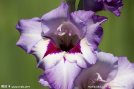 菖蒲花