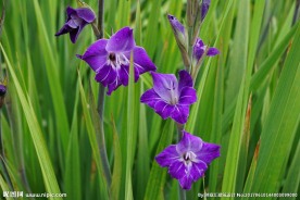 紫色菖蒲花
