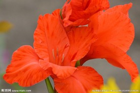 菖蒲花