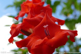菖蒲花