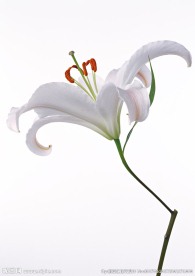 素雅的百合花
