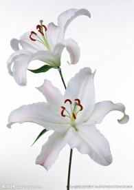 素雅的百合花