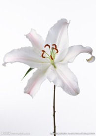 百合花