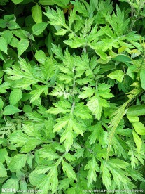 艾草