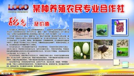 鸵鸟简介