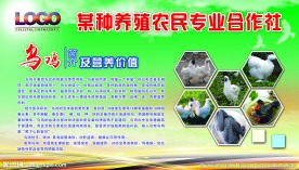 乌鸡简介及营养价值