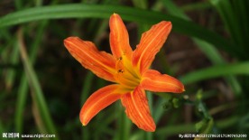 百合科花