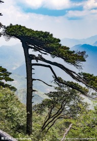 三清山松树