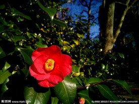 山茶花