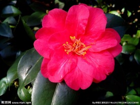 山茶花